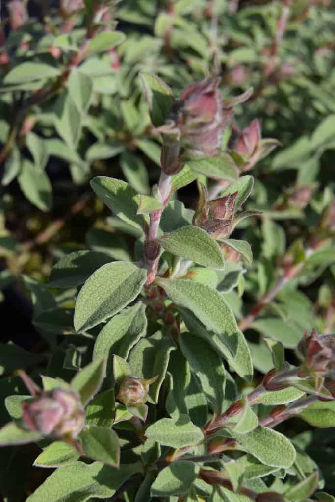 Cistus 'Grayswood Pink' 30-40 cm